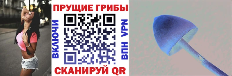 kraken вход  Бирюсинск  Псилоцибиновые грибы Psilocybe 